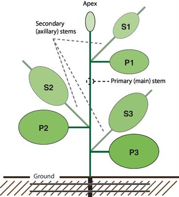 Production of Biopharmaceuticals in Nicotiana benthamiana—Axillary Stem Growth as a Key Determinant of Total Protein Yield